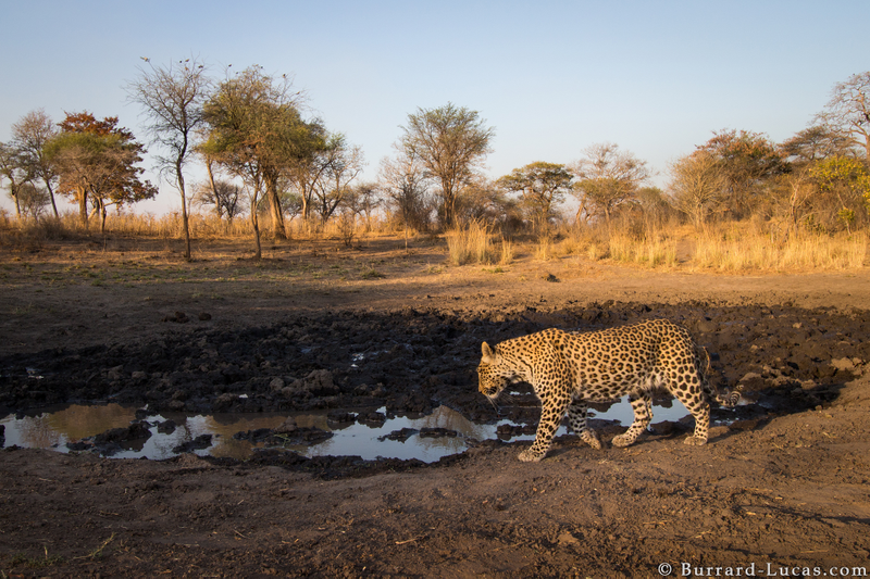 Credit: Will Burrard-Lucas/WWF-US.